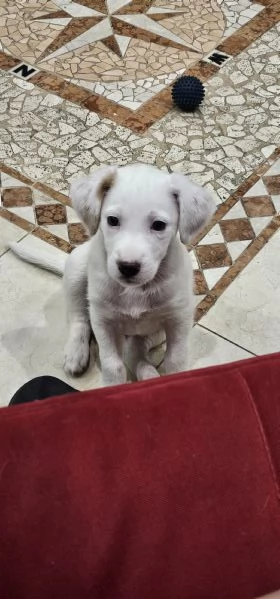 Vendo incrocio labrador | Foto 0