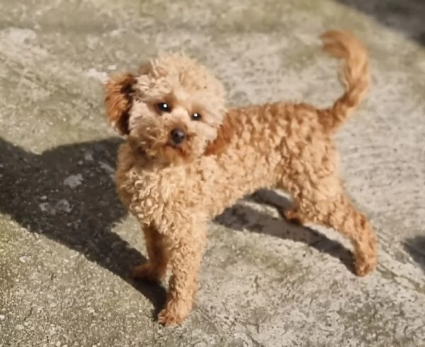 2 Barboncini Toy 1 maschio  1 femmina disponibili subito | Foto 0