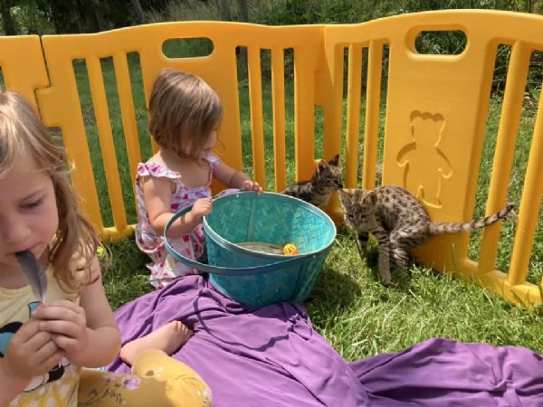 Disponibili bellissimi gattini Savannah | Foto 5