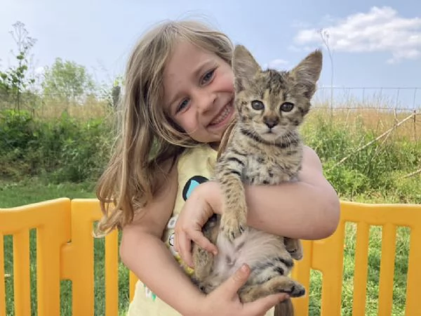Disponibili bellissimi gattini Savannah | Foto 3
