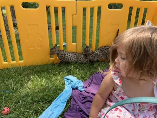 Disponibili bellissimi gattini Savannah | Foto 2