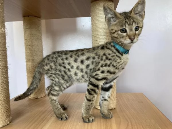 Disponibili bellissimi gattini Savannah | Foto 1