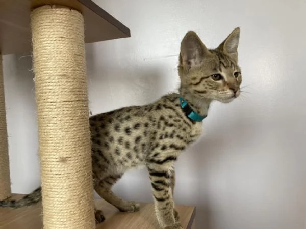Disponibili bellissimi gattini Savannah | Foto 0