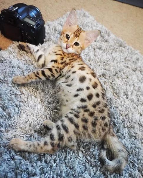  Disponibili bellissimi gattini Savannah F5 | Foto 5