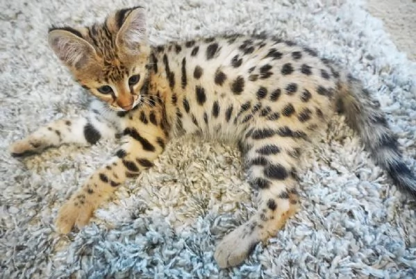  Disponibili bellissimi gattini Savannah F5 | Foto 4