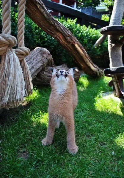 Magnifiques chatons Caracal disponibles 