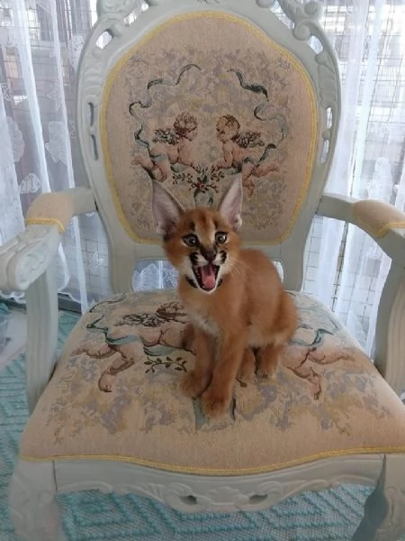 Magnifiques chatons Caracal disponibles  | Foto 1