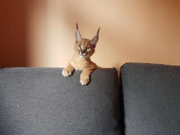 Magnifiques chatons Caracal disponibles  | Foto 0