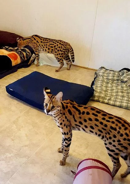 Disponibili bellissimi cuccioli di serval | Foto 6