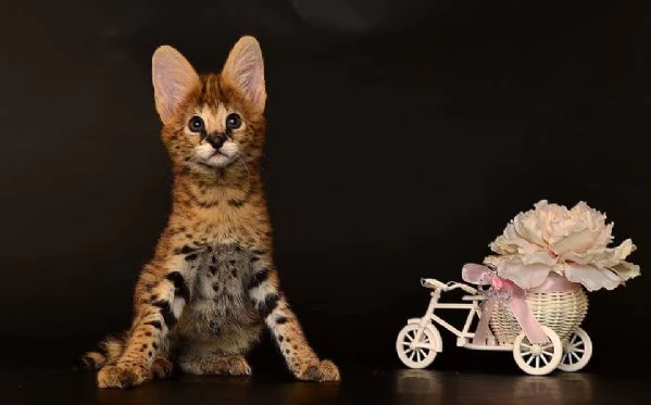 Disponibili bellissimi cuccioli di serval