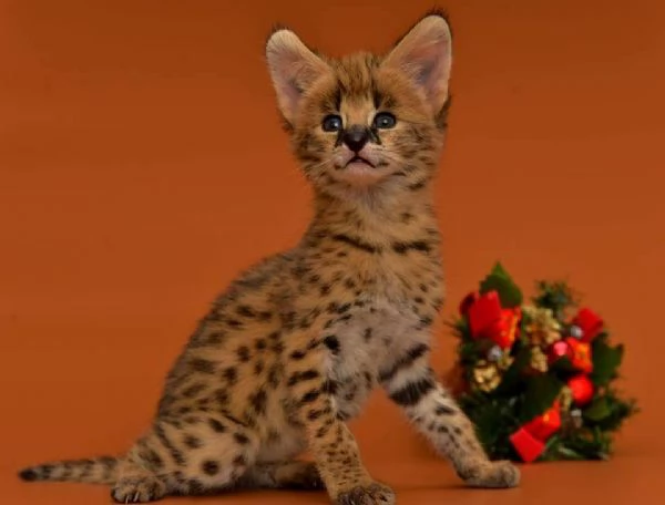 Disponibili bellissimi cuccioli di serval | Foto 4
