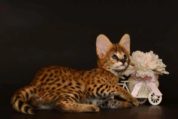 Disponibili bellissimi cuccioli di serval | Foto 3