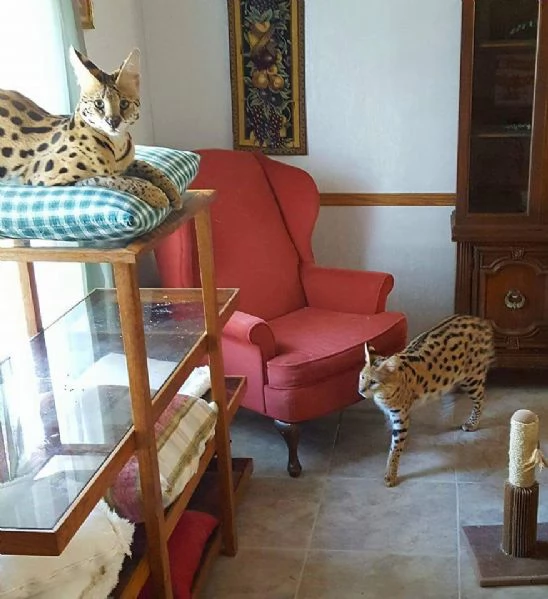 Disponibili bellissimi cuccioli di serval | Foto 1