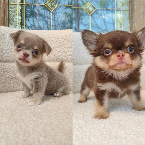 Cuccioli di Chihuahua di razza pura