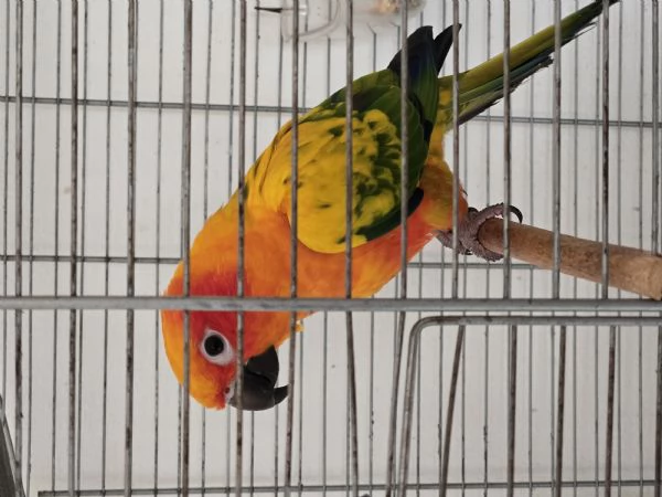 Paguro del sole | Foto 2