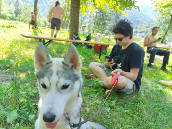 Cagnolina di taglia media Kyra Husky | Foto 6