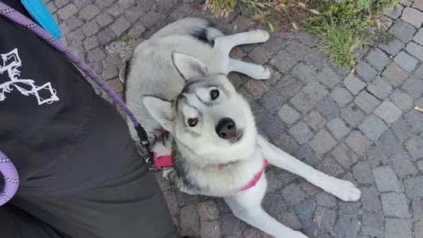 Cagnolina di taglia media Kyra Husky | Foto 5