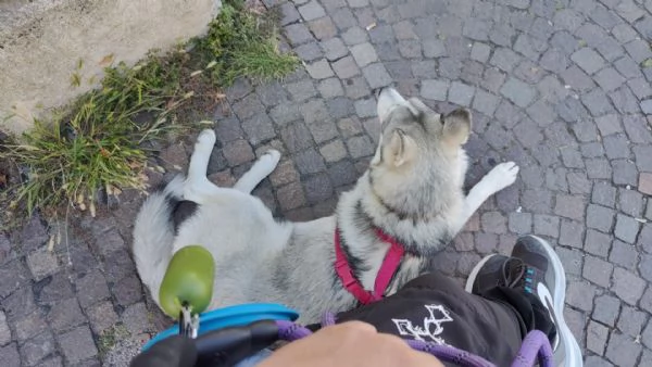 Cagnolina di taglia media Kyra Husky