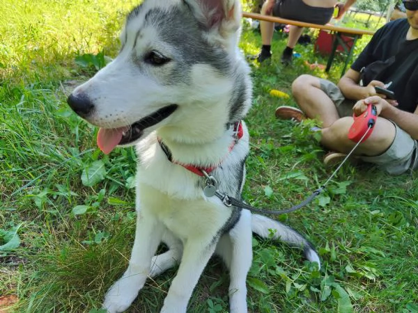 Cagnolina di taglia media Kyra Husky | Foto 2