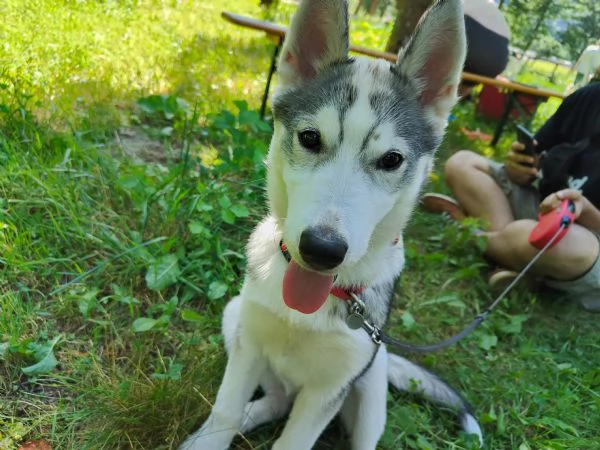 Cagnolina di taglia media Kyra Husky | Foto 1