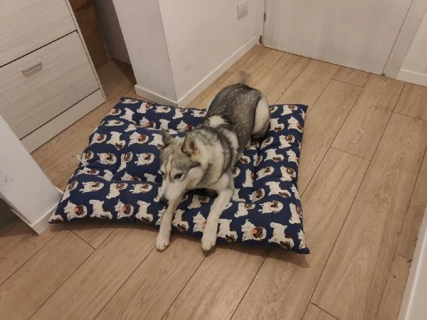 Cagnolina di taglia media Kyra Husky | Foto 0