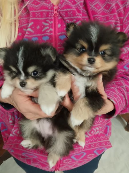 Spitz Pomerania  | Foto 0