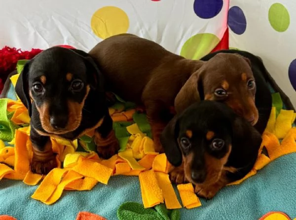 Cuccioli di bassotto nano | Foto 0