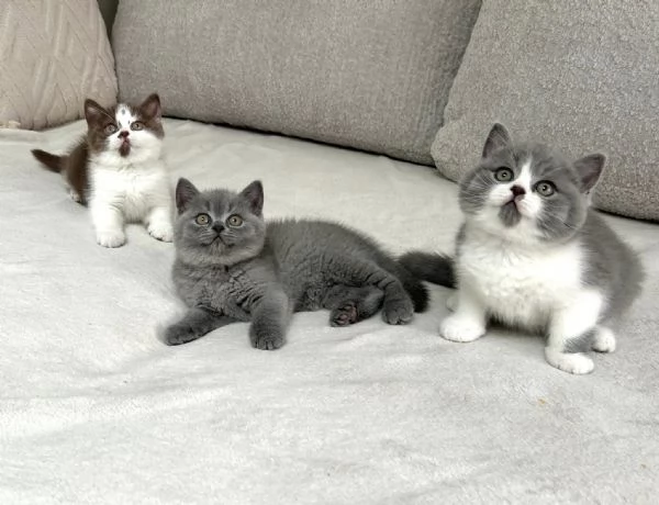 Cucciolo di British Shorthair 