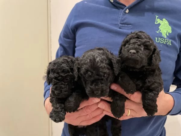 3 adorabili cuccioli di barboncino nero cercano casa