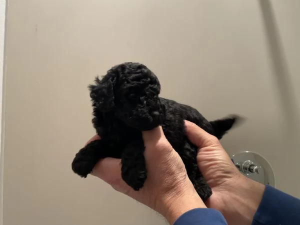 3 adorabili cuccioli di barboncino nero cercano casa | Foto 2