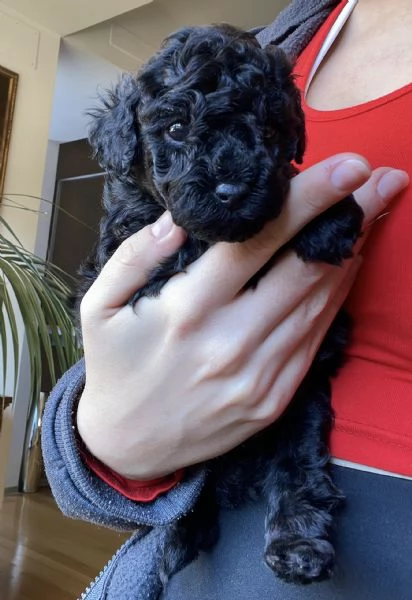 3 adorabili cuccioli di barboncino nero cercano casa | Foto 1