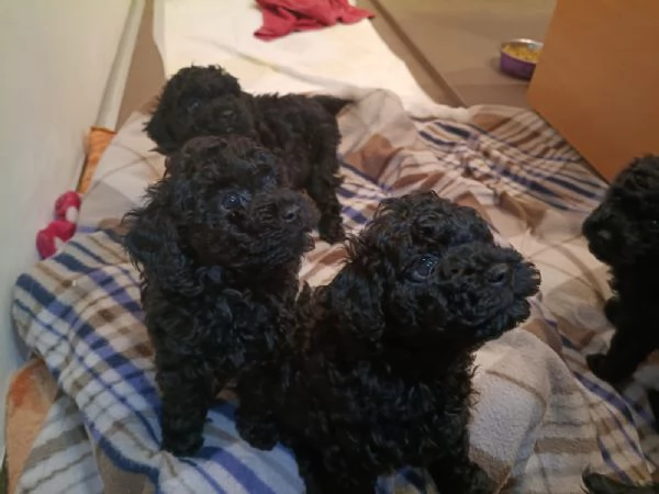 cuccioli di barboncino toy  | Foto 6