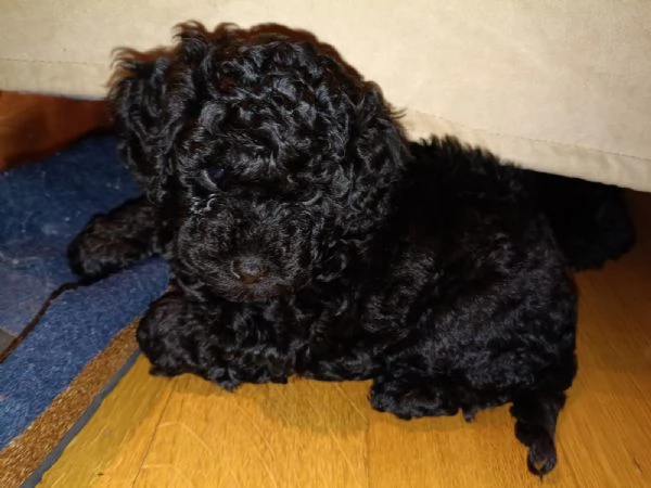 cuccioli di barboncino toy 