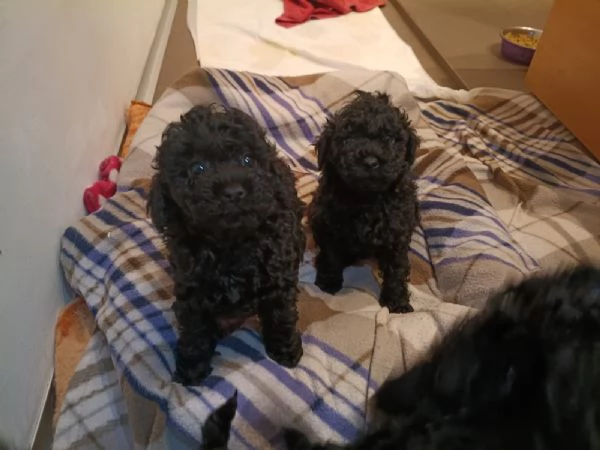 cuccioli di barboncino toy  | Foto 4