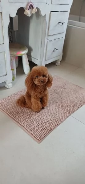 cuccioli di barboncino toy  | Foto 1