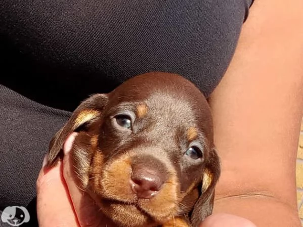 Cuccioli di bassotti Arlecchino | Foto 1