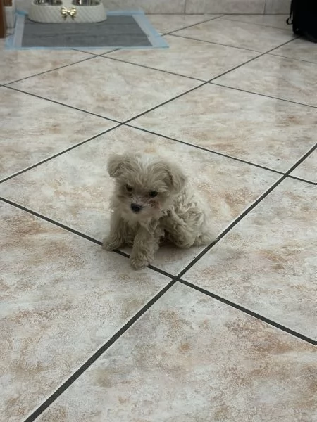 Maltipoo