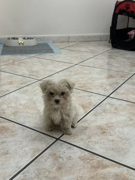 Maltipoo | Foto 1