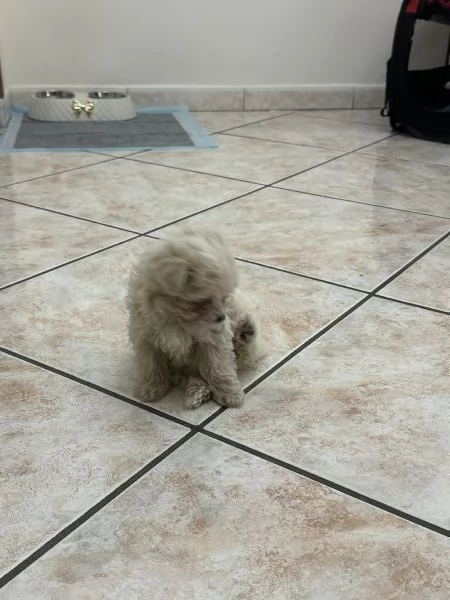Maltipoo | Foto 0
