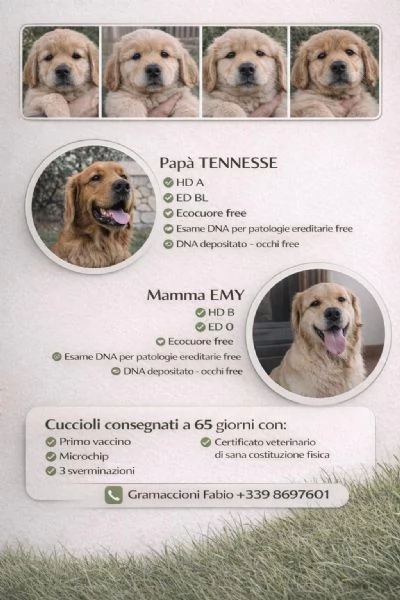 Cuccioli Goilden Retriever americani