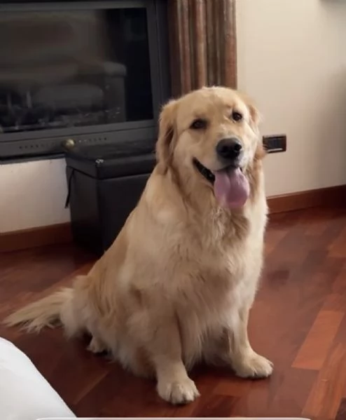 Cuccioli Goilden Retriever americani | Foto 1