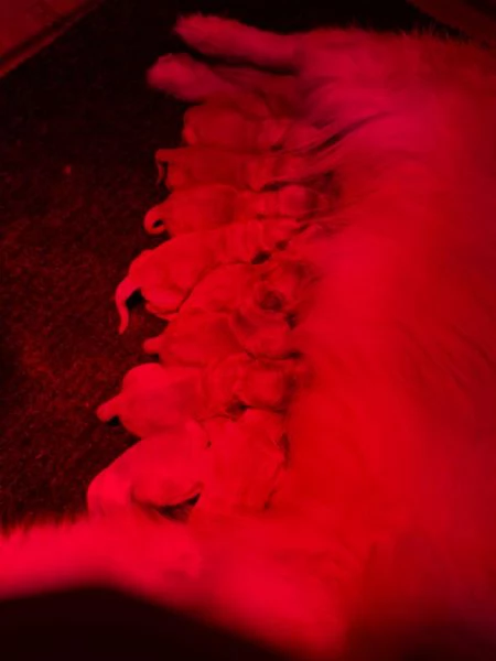 Cuccioli Goilden Retriever americani | Foto 0