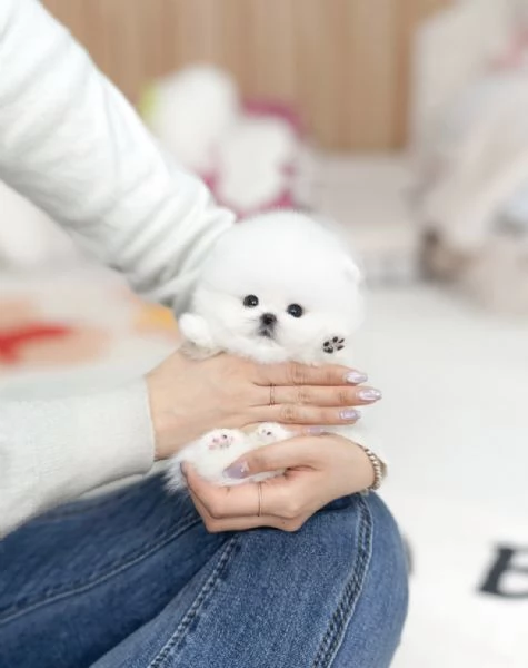 Bellissimi cuccioli di Pomerania Toy pronti per ladozione | Foto 4