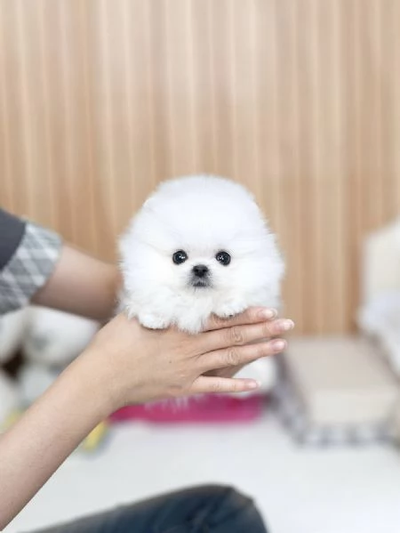 Bellissimi cuccioli di Pomerania Toy pronti per ladozione | Foto 3