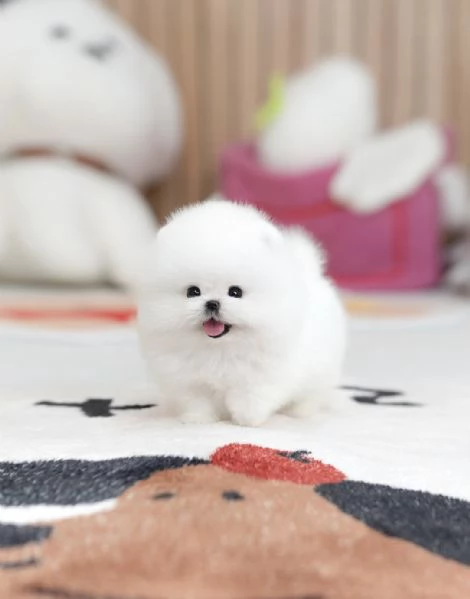 Bellissimi cuccioli di Pomerania Toy pronti per ladozione | Foto 2