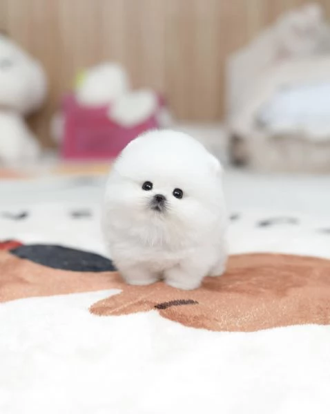 Bellissimi cuccioli di Pomerania Toy pronti per ladozione | Foto 1