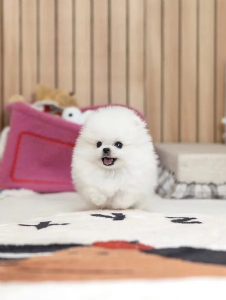Bellissimi cuccioli di Pomerania Toy pronti per ladozione