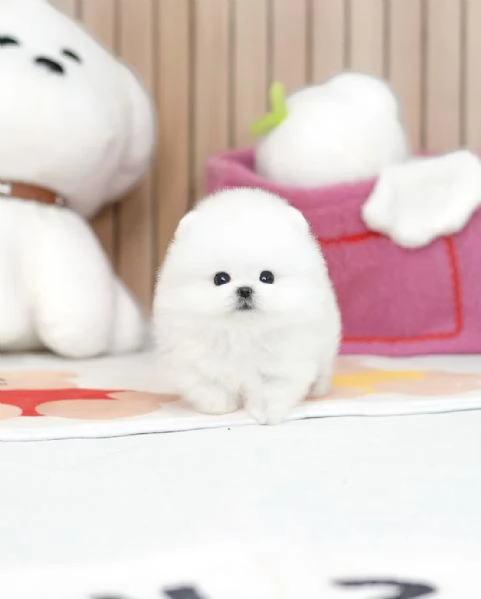 Bellissimi cuccioli di Pomerania Toy pronti per ladozione | Foto 0