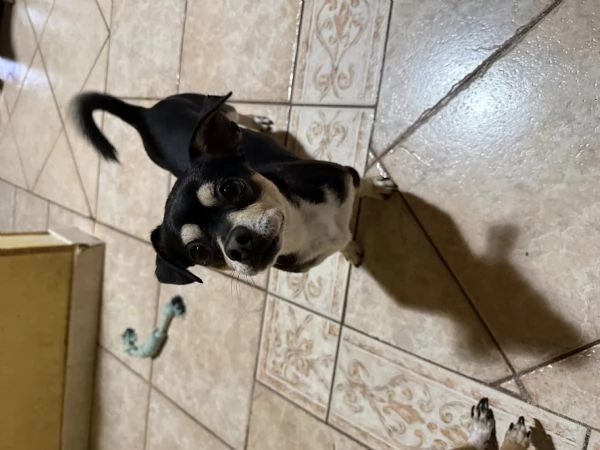 Pincer chihuahua maschio in adozione  | Foto 0