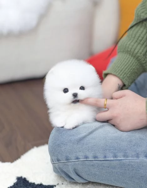Cuccioli maschi e femmine di mini Pomerania Toy con viso morbido e soffice | Foto 5